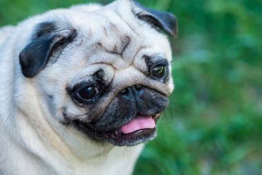 A evde beslenen hayvan - pug doğurmak köpek portresi