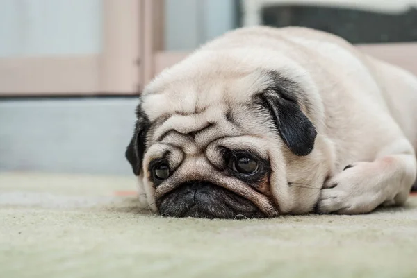 El triste cachorro yace en el suelo y mira a la distancia — Foto de Stock
