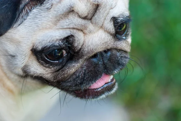 El retrato de la mascota - el perro de la raza del pug — Foto de Stock