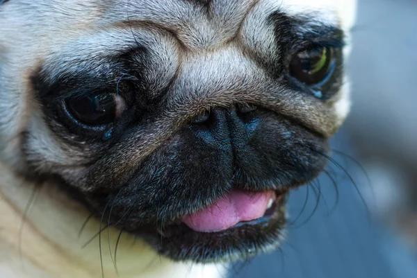 El retrato de la mascota - el perro de la raza del pug — Foto de Stock