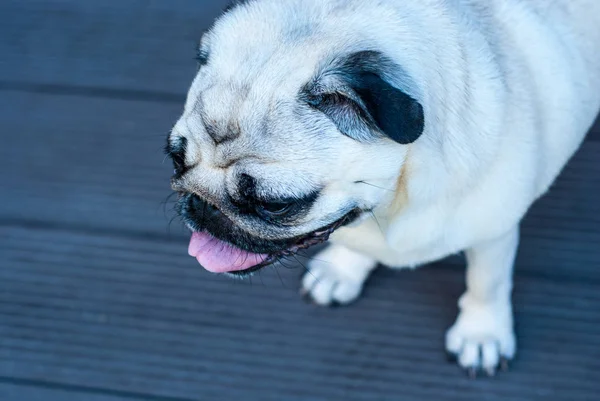 El perro cría un pug, vista desde arriba — Foto de Stock