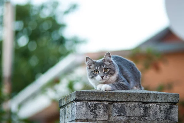 El gato callejero se sienta en una valla de piedra . — Foto de Stock