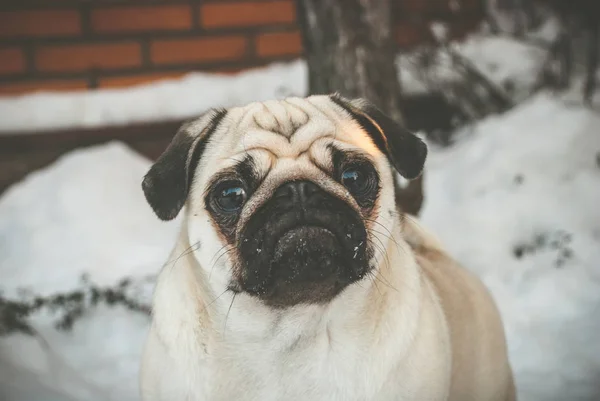 El hocico de Pug en la nieve — Foto de Stock