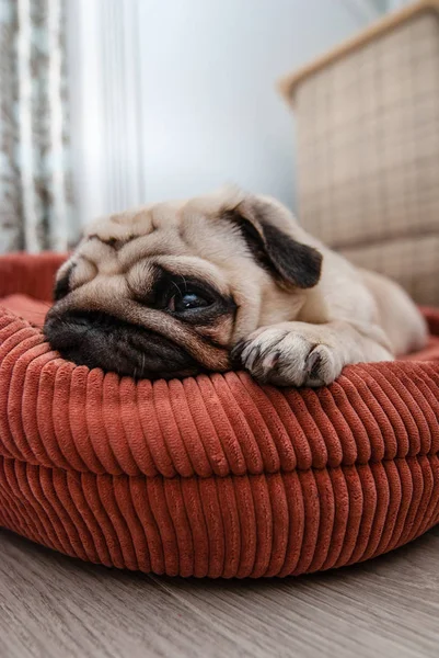 El triste cachorro yace en la tumbona — Foto de Stock