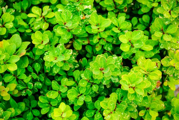 Decorative shrubs with small green leaves