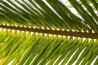 Güneşli gökyüzünün arka planında yeşil palmiye yaprağı var.