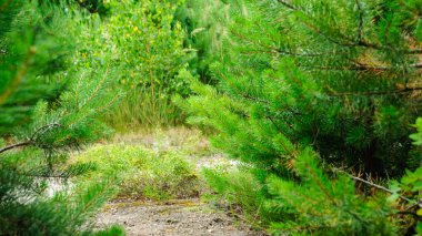 Genç yeşil çam ağaçları ormanda yetişir.
