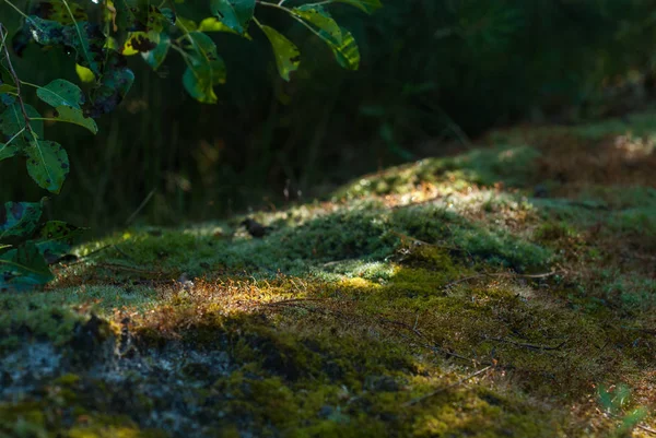 Sun glare on the moss in the forest. Cool shadow on a hot day