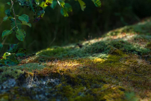 Sun Glare Moss Forest Cool Shadow Hot Day — Stock Photo, Image