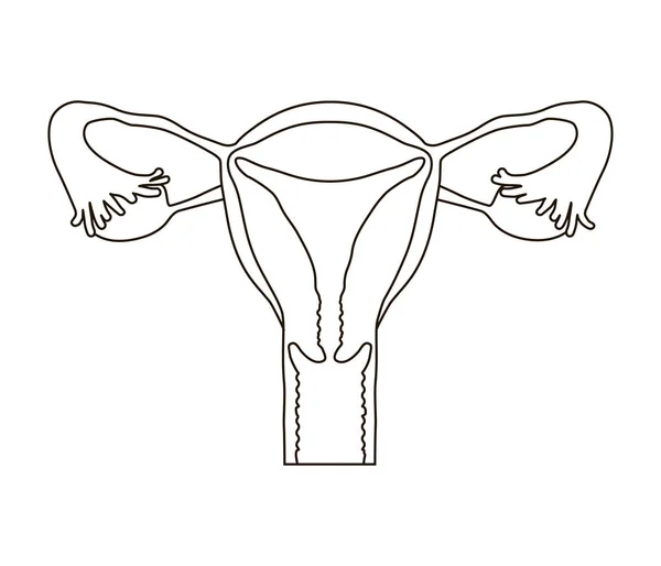 Sistema reprodutor feminino. — Vetor de Stock