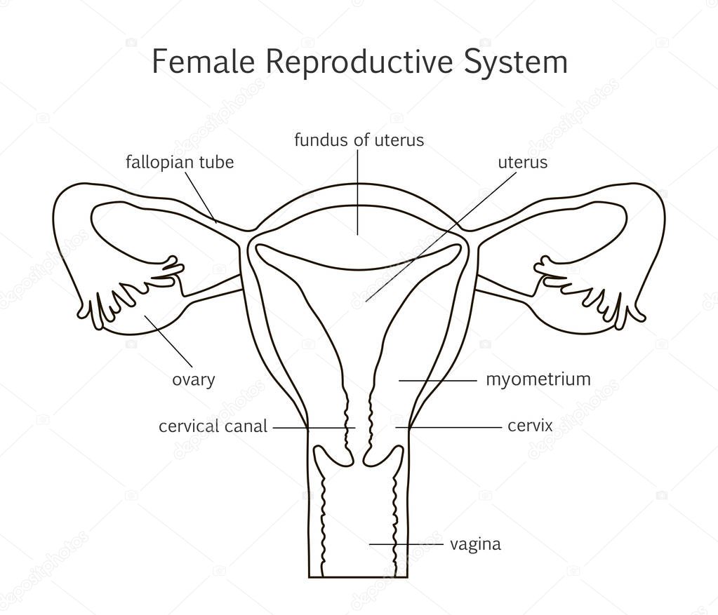 Icono De La Línea De Sistema Reproductor Femenino — Vector De Stock