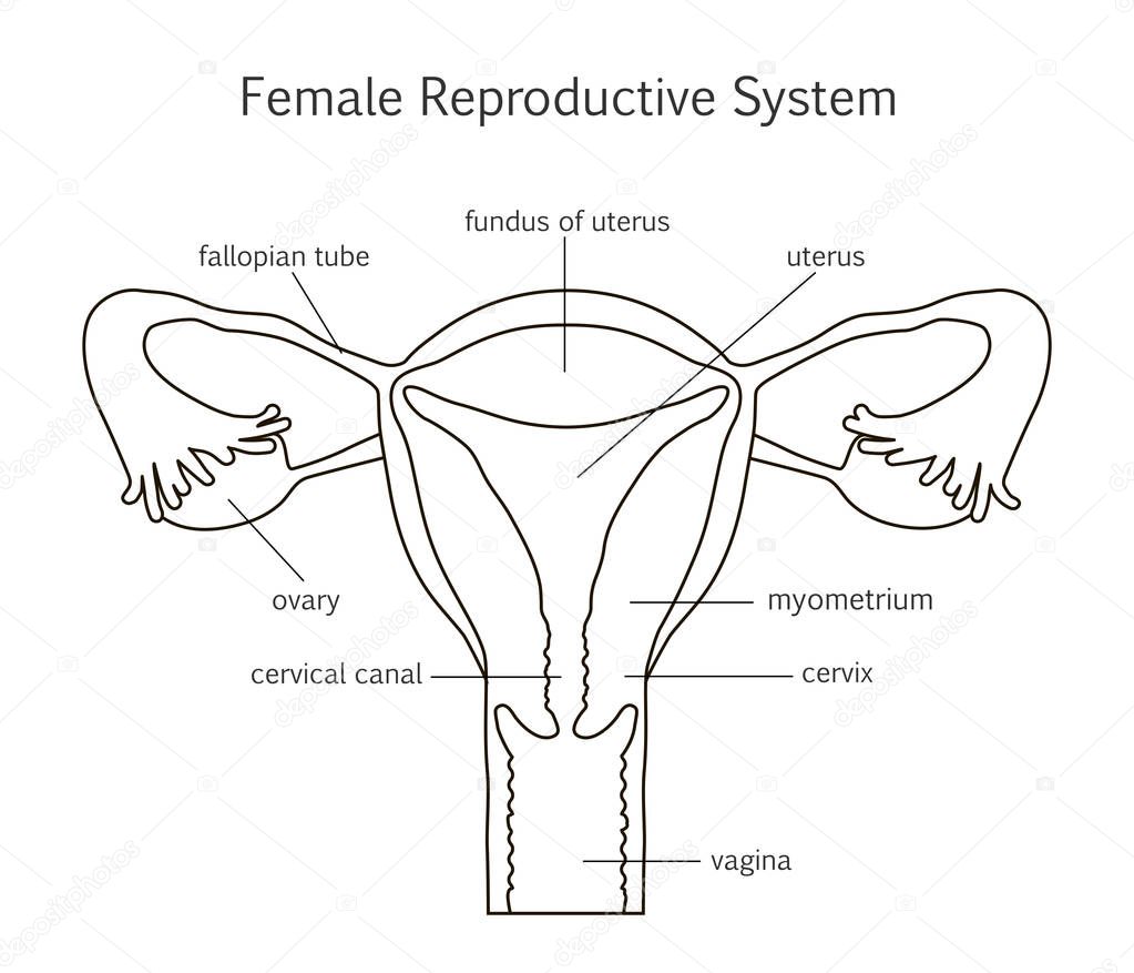 Arriba Foto Imagenes De El Aparato Reproductor Masculino Y Femenino