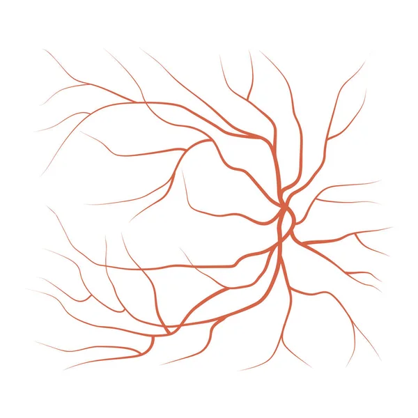 Veines et vaisseaux oculaires — Image vectorielle