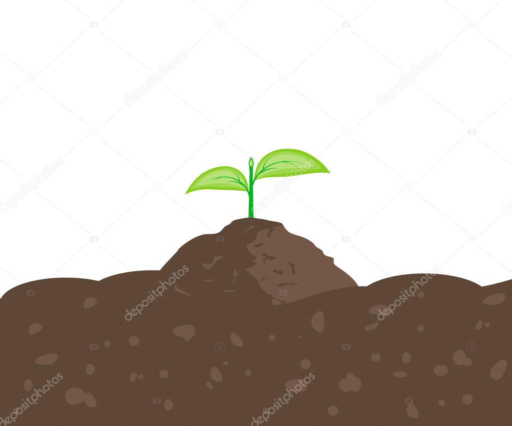 Sprout in the Ground
