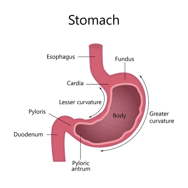 Estructura interna Estómago humano — Vector de stock