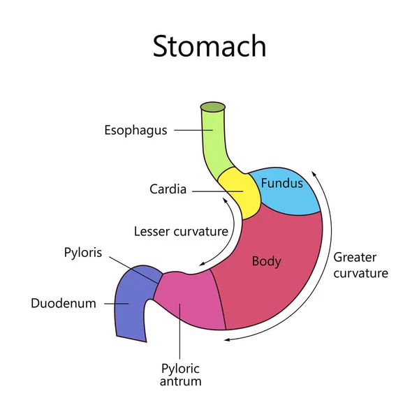 Estructura interna Estómago humano — Vector de stock