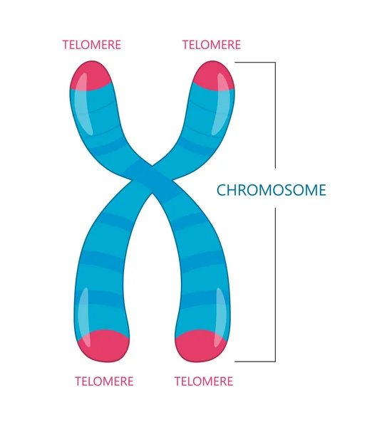 Telomere é o Fim de um Cromossomo — Vetor de Stock