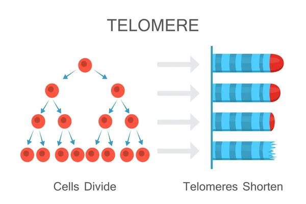 Telómeros acortan con el diagrama de edad — Vector de stock