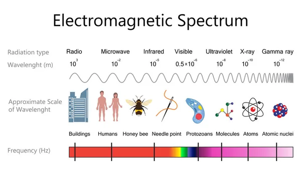 Elektromagnetické spektrum Diagram — Stockový vektor