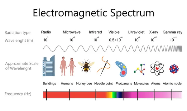 Diagrama do Espectro Electromagnético —  Vetores de Stock