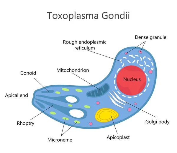Toxoplasma Gondii struktur — Stock vektor