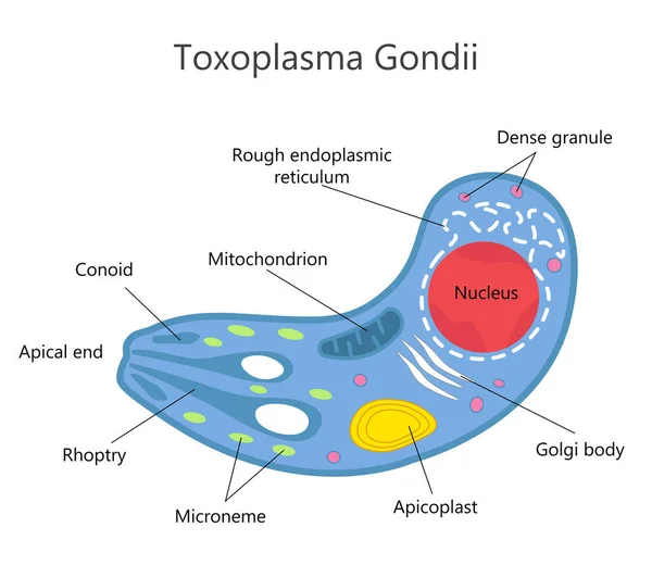 Структура Токсопимы Гондии — стоковый вектор