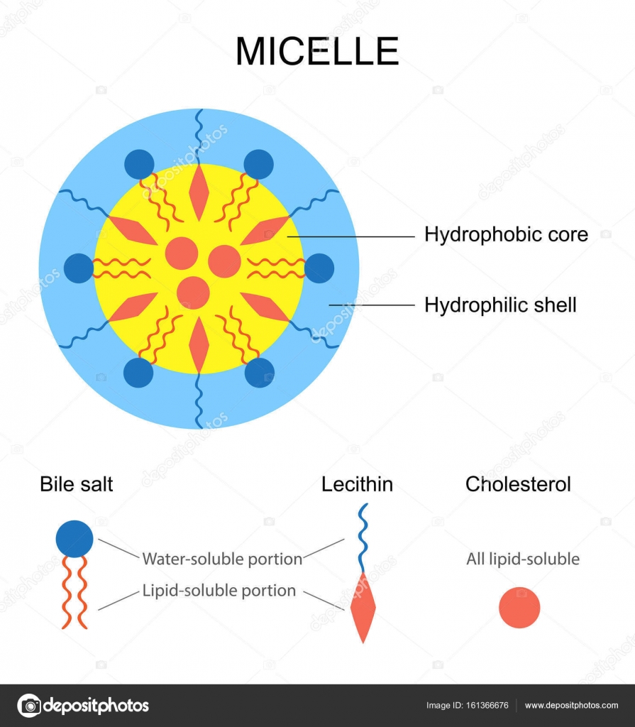 Schematische weergave van een micel — Stockvector © fancy.tapis.gmail
