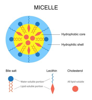 Schematic Representation of a Micelle clipart