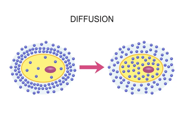 Diffusione attraverso le membrane cellulari — Vettoriale Stock