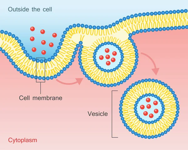 Endocitosis Vesícula Membrana celular de transporte — Vector de stock