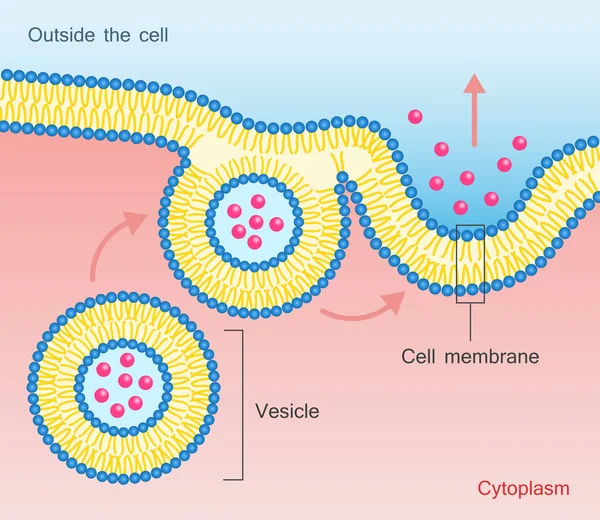 Exocytos vesikel Transport cellmembranet — Stock vektor