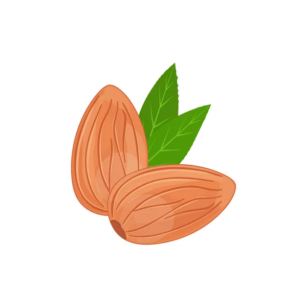 Миндальные орехи с листьями — стоковый вектор