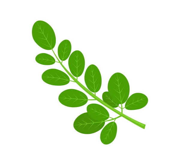 Tumbuhan Hijau Moringa dan Daun - Stok Vektor
