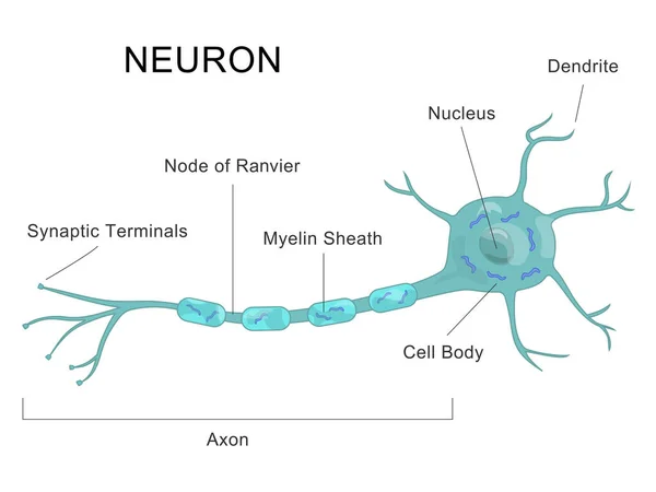 Grafico medico delle cellule nervose della struttura del neurone umano — Vettoriale Stock