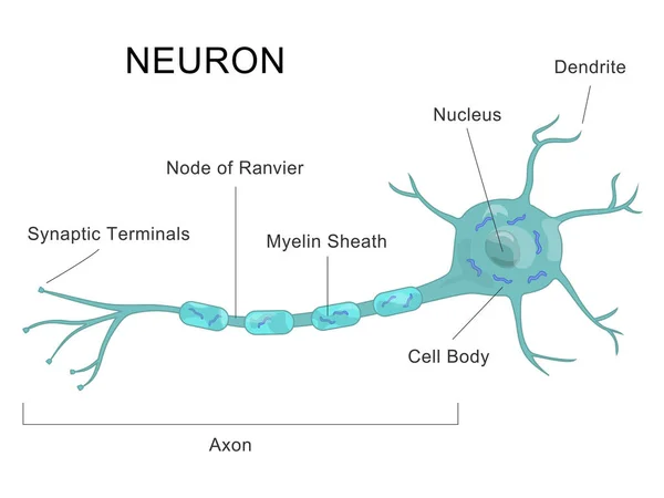 Estrutura de neurônios humanos Gráfico médico de células nervosas Ilustrações De Bancos De Imagens Sem Royalties