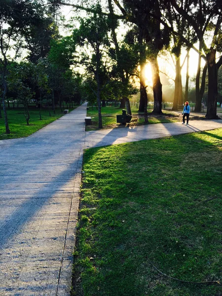 早上在公园里散步的妇女, 太阳在树林之间升起 — 图库照片