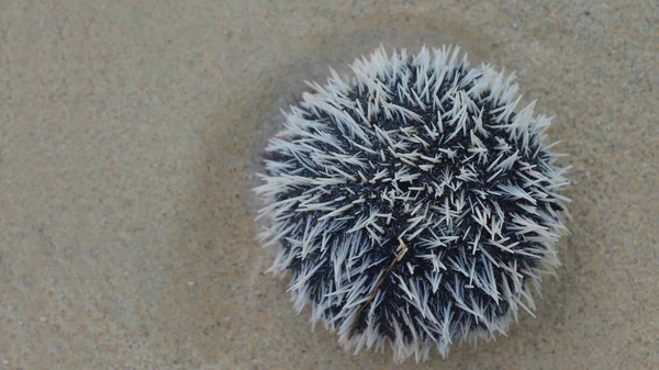 Top view of Sea urchin  "Erizo Huevo De India" (Tripneustes ventricosus) in the beach in Aguja Island, Las perlas / Panama — Stock Photo, Image