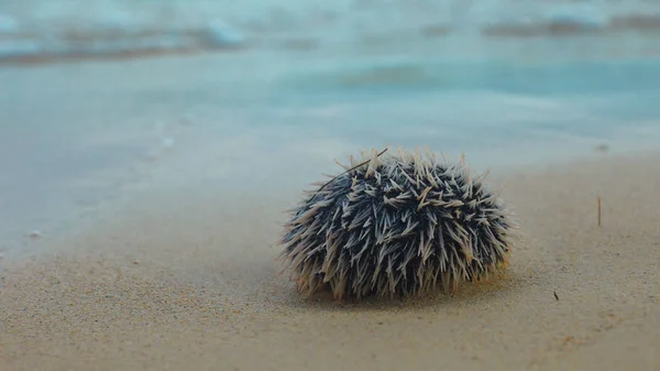 Sea urchin  "Erizo Huevo De India" (Tripneustes ventricosus) in the beach in Aguja Island, Las perlas / Panama — Stock Photo, Image