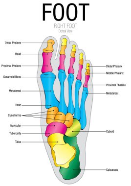 Parçaları adı - vektör görüntü ile ayak Dorsal görünümünün grafik