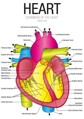 Parçaları adı - vektör görüntü ile kalp Anterior görünümünün grafik