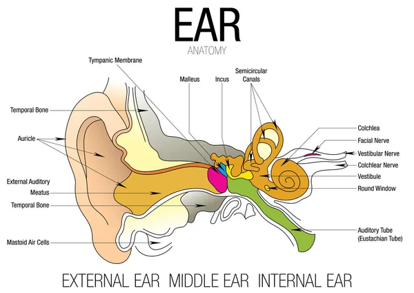 ANATOMIA EAR com nome de peças - Imagem vetorial — Vetor de Stock