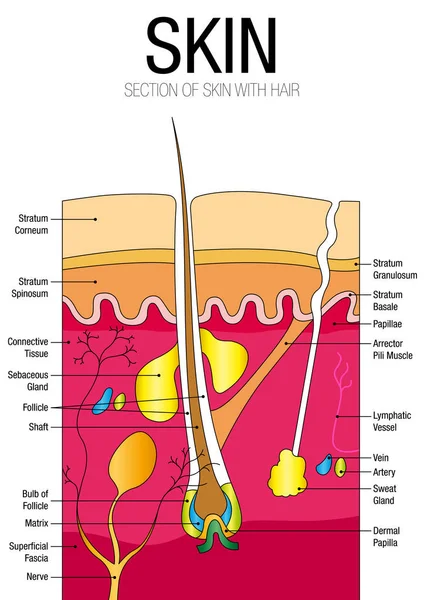 Diagram över huden med delar namn - vektorbild — Stock vektor