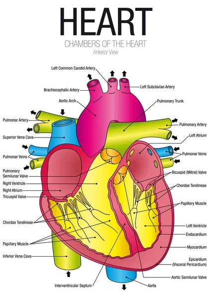 A szív Anterior megtekintéséhez, a részek neve - vektor kép diagram — Stock Vector