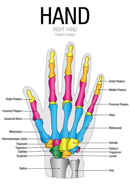 Διάγραμμα της οπίσθιας επιφάνειας χέρι με όνομα τμήματα - διανυσματική εικόνα — Διανυσματικό Αρχείο