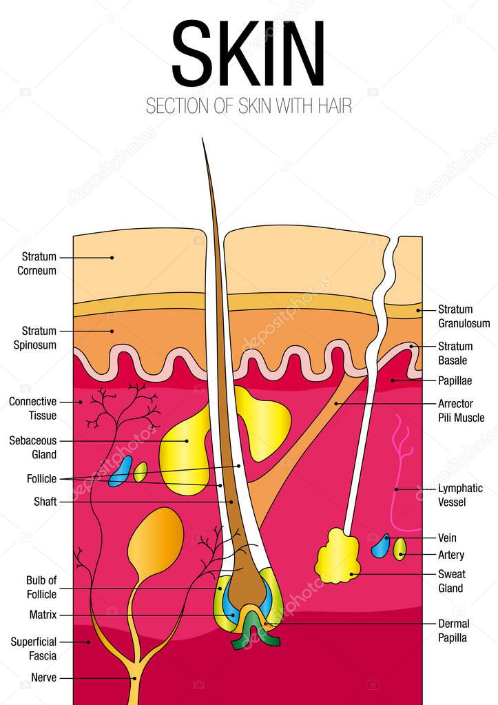 Chart of SKIN with parts name - Vector image