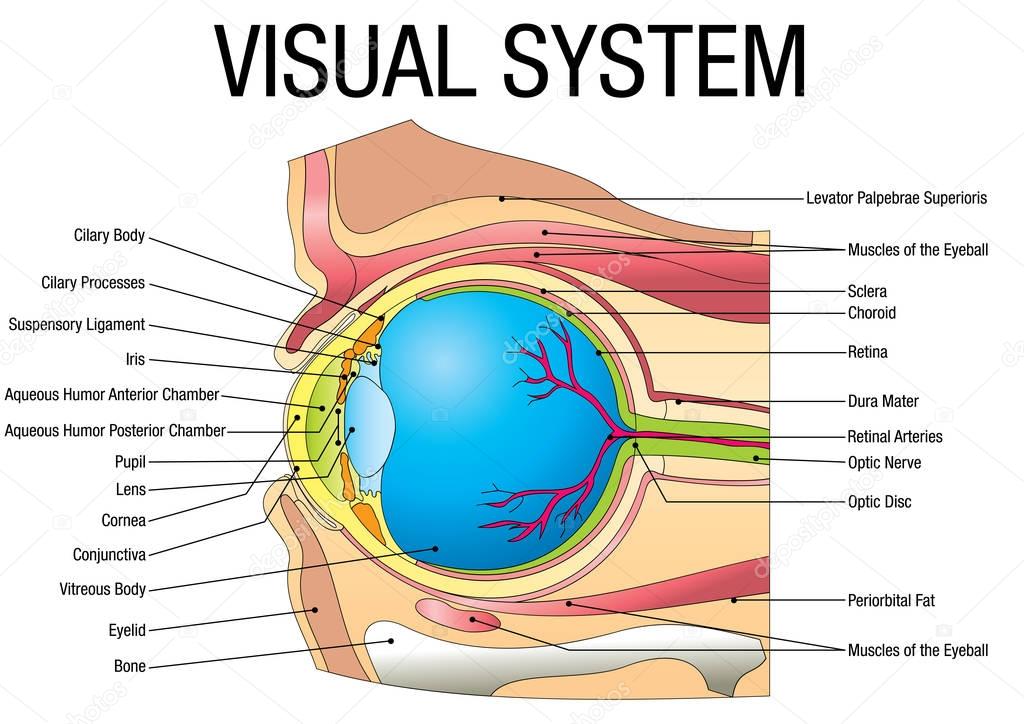 Chart of VISUAL SYSTEM - Vector image