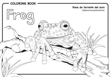 Kurbağa (Hyloscirtus pantostictus) beyaz arka planda - boyama kitabı
