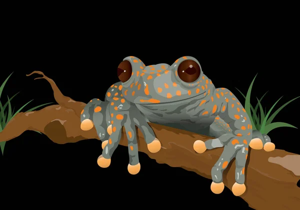 青蛙 (Hyloscirtus pantostictus) 在黑色背景-矢量图像 — 图库矢量图片