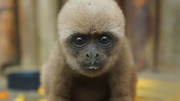 Zvědavé dítě Chorongo opice při pohledu na blízko objektivu fotoaparátu. Běžné názvy: vlněný opice, opice Chorongo. Vědecký název: Lagothrix lagothricha — Stock fotografie