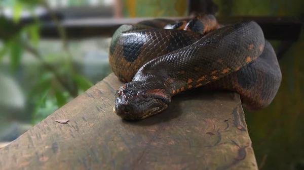Anaconda sur une bûche en bois. Nom scientifique : Eunectes murinus — Photo